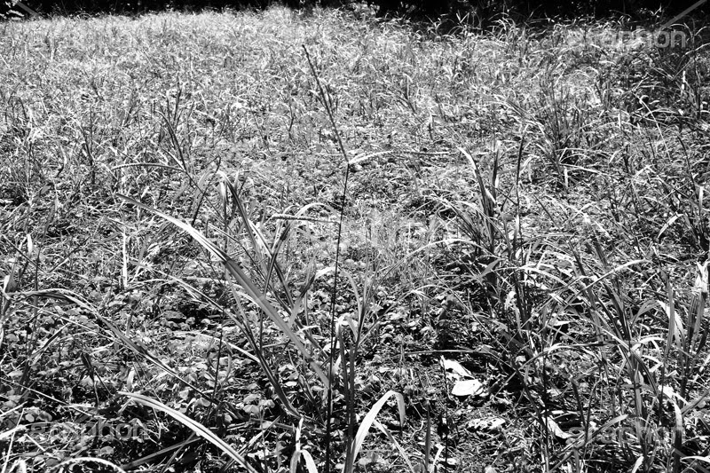 雑草 モノクロ グラフォン無料素材
