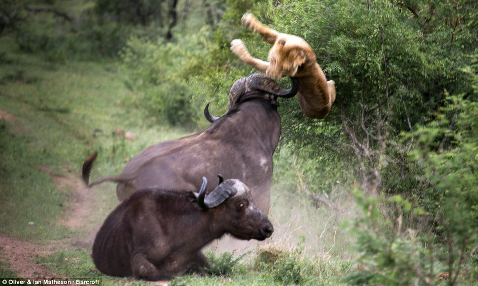 17/18 A large adult buffalo attacks a young lion to protect a young buffalo,