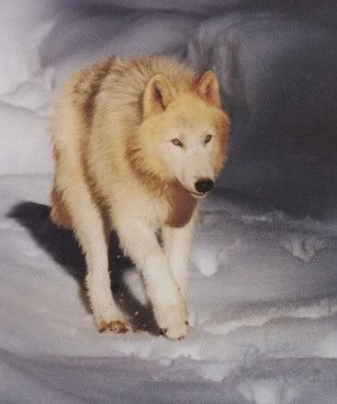 Yellow Wolf Photo By Jeanniebob123 Photobucket