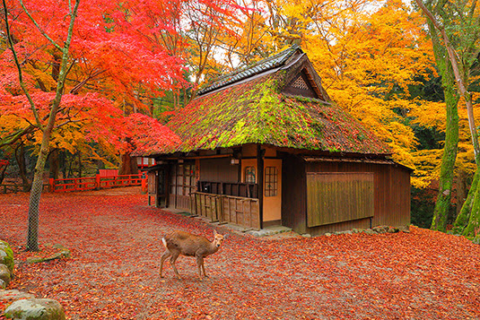 水谷茶屋 紅葉