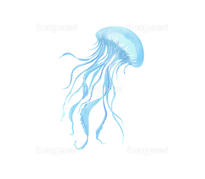 クラゲ の画像素材 イラスト素材ならイメージナビ