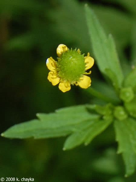 Most likely a temperature issue — it's either too cold or too hot for your plant where it is placed. Ranunculus pensylvanicus (Pennsylvania Buttercup
