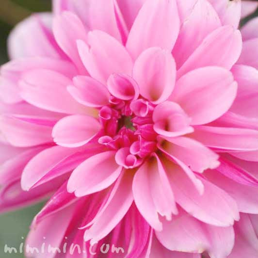 ダリアの花言葉 色別 花言葉の由来 花の写真 みみみんブログ