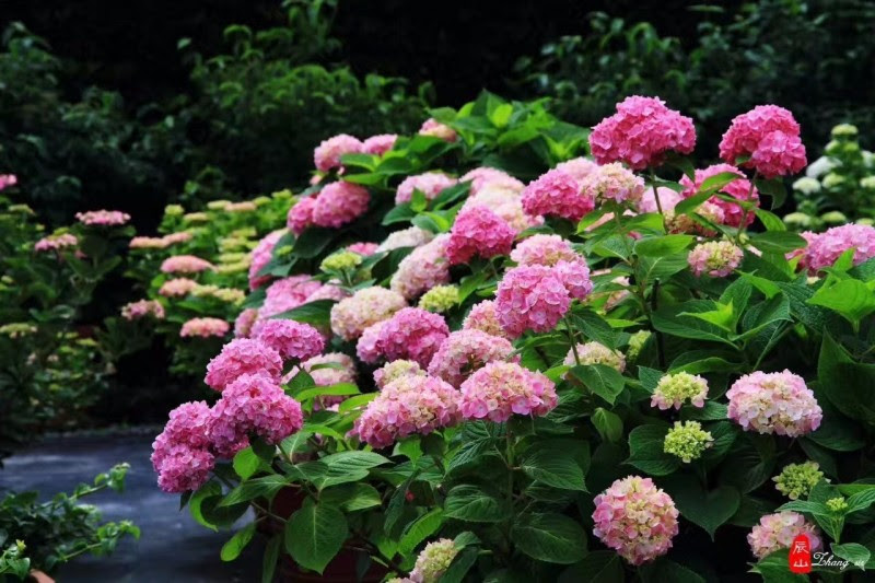 仲夏花展之八仙花篇 花团锦簇 来辰山 接 绣球