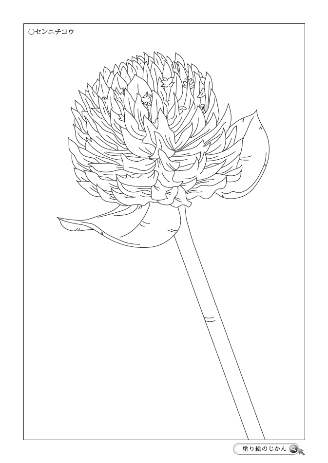 夏の花ぬりえ 塗り絵のじかん