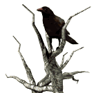 crow