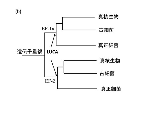 進化の歴史 科学バー