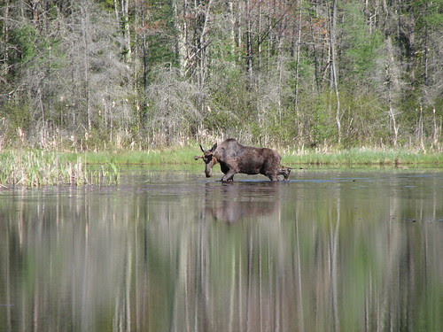 Moose, Chappell's Pond, East Montpelier
