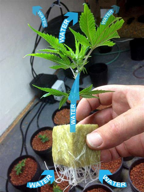 For some woody plants, including lilacs and blueberries, cuttings root best when taken from the soft, new growth of their woody stems. Roots: The Most Important Part of Your Plant! | Grow Weed Easy