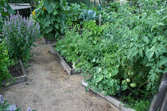 July plot 076