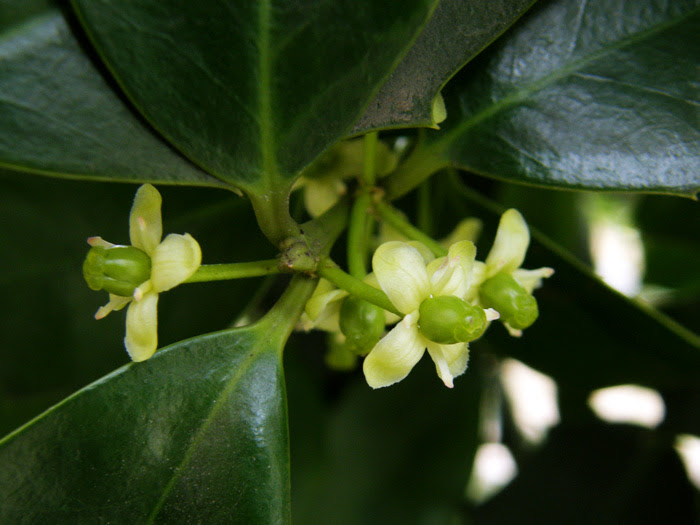 セイヨウヒイラギ 植物写真鑑