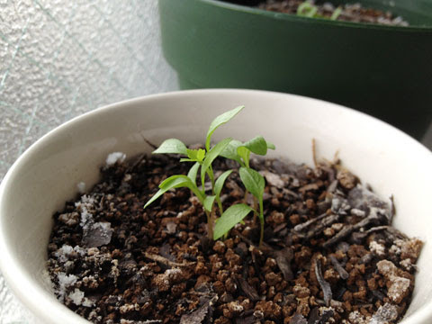 ハーブ栽培 室内でやれるとこまで 栽培 イタリアンパセリ