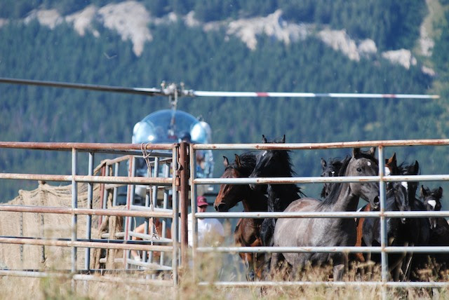 helicopter running down wild horses