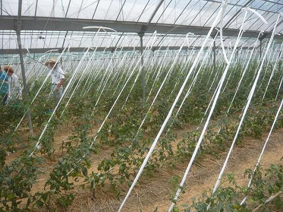 トマトの誘引方法は十人十色 元気野菜園ブログ