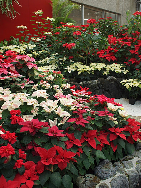 ポインセチアとは ヤサシイエンゲイ