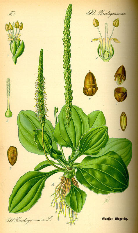 Planta Medicinal Llanten Tendenzias Com