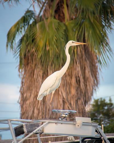 great white heron