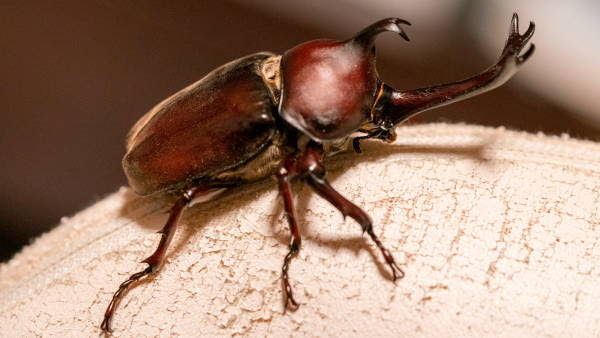カブトムシプロジェクト 株式会社 誠和