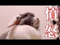 [最も共有された！ √] うさぎ 威嚇 顔 150785