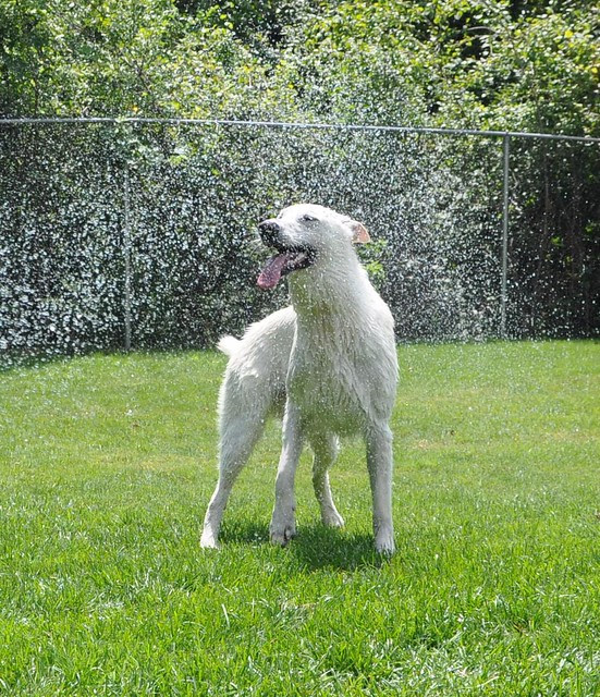 August 5-Happy loves the hose-16-2