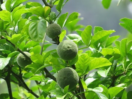 カラタチ 鉢植えの育て方