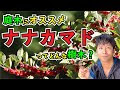 √無料でダウンロード！ ナナカマド 庭木 剪定 278853-ナナカマド 庭木 剪定