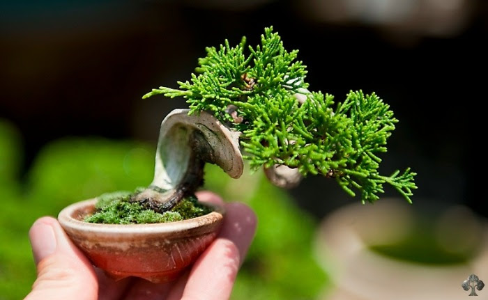 Bonsai, specie, shohin, mame