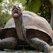 KÄND FILM KOLLA PÅ Aldabra: Once Upon an Island (2015) ONLINE CELÝ FILM ZDARMA