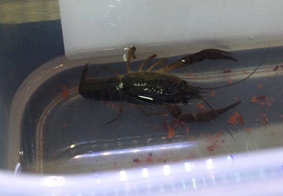 ザリガニの飼育方法について 生き物マスター