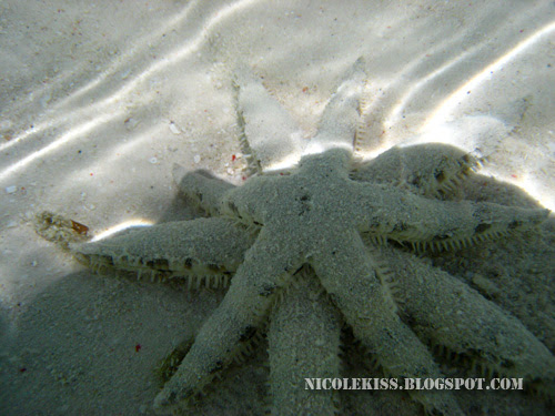 starfish mating