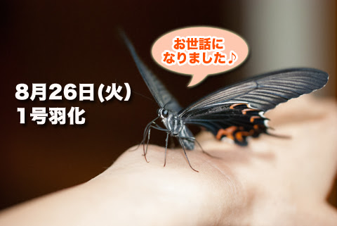 アゲハちゃん 羽化 ラッシュ ねこねこnews