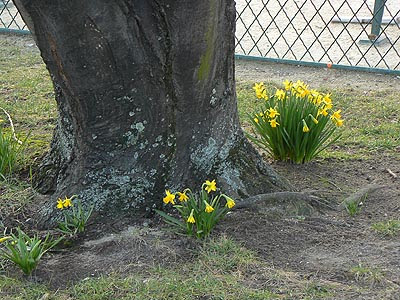 jonquilles devant notre dame.jpg