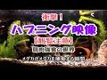[新しいコレクション] メダカ 共食い 成魚 320281