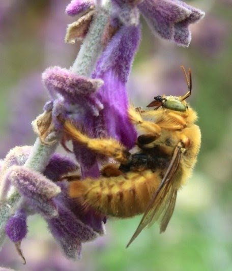Celebrating California S Native Bees What S Growing On San Joaquin Uc Master Gardeners Anr Blogs
