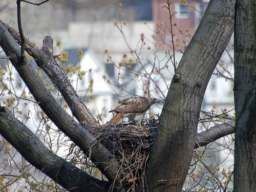 Highbridge Red-Tail Mama