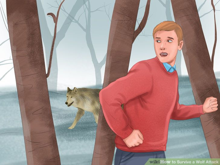 Survive a Wolf Attack Step 1 Version 2.jpg