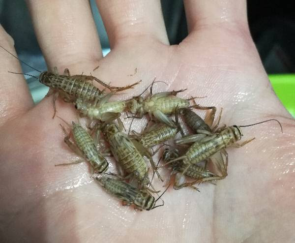 冷凍コオロギはじめました セルバス北赤羽店