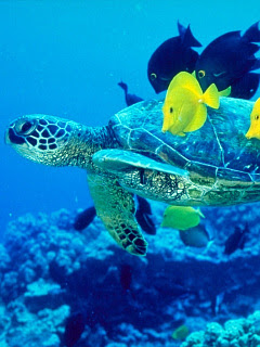 ウミガメ 熱帯魚 ウミガメバス の待ち受け画像 壁紙 動物 パラダイス