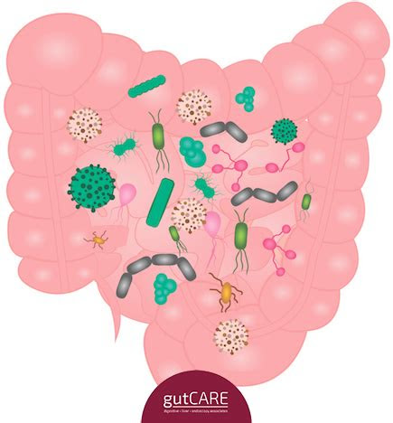 sibo gutcare