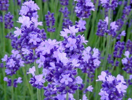 ラベンダー 鉢植えのコツ