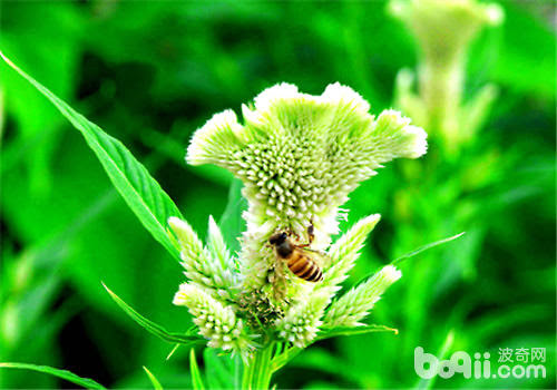 白鸡冠花的功效及品种介绍 观花植物栽培 波奇网百科大全