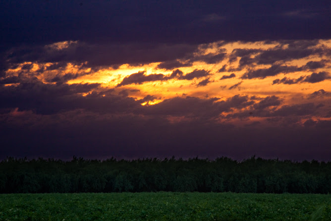 Sunset Over the Almond Orchards