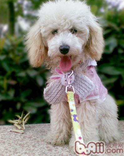 贵宾犬有口臭的原因和解决办法 波奇网百科大全