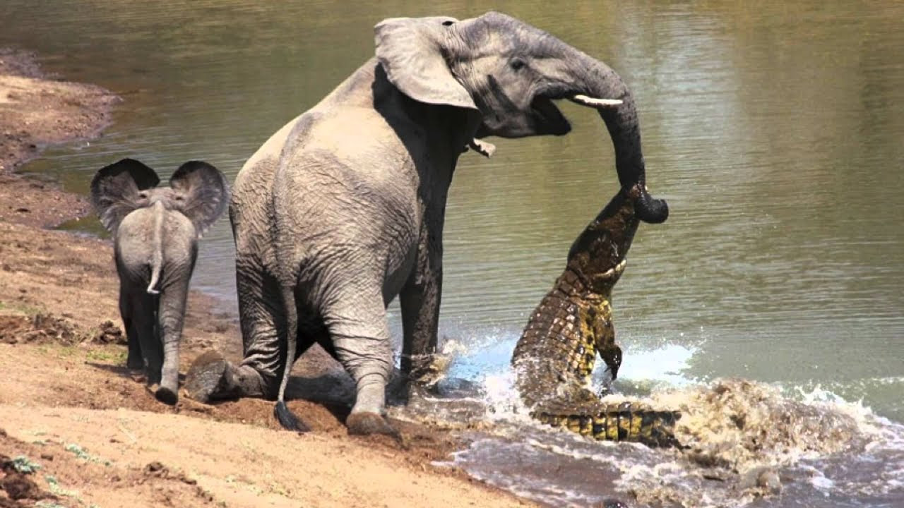 The moment a brave elephant mum shakes a vicious crocodile off her
