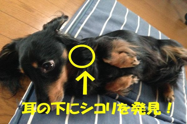 愛犬の耳の下にしこり発見 甲状腺の病気かも 病院に行った