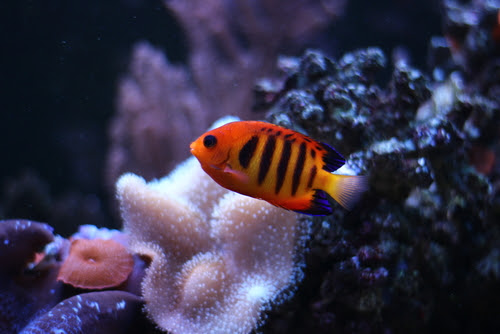 フレームエンゼルの性格について 飼育はしやすい 熱帯魚 淡水魚 海水魚の図鑑