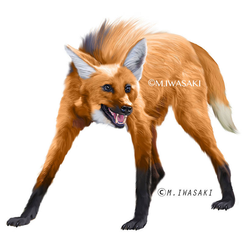 動物作品