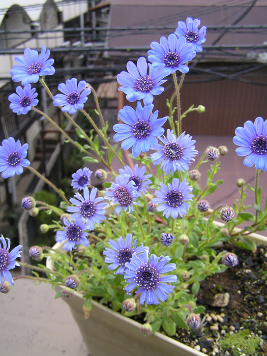 フェリシア ヘテロフィラ 植物写真鑑