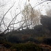 Sones and tree in the fog