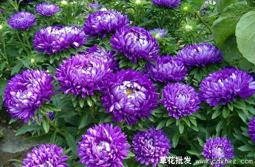4月至6月的草花有哪些 四川成都伊甸园花卉
